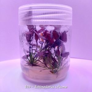 Echinodorus aflame IN VITRO JAR (KAVANOZ)