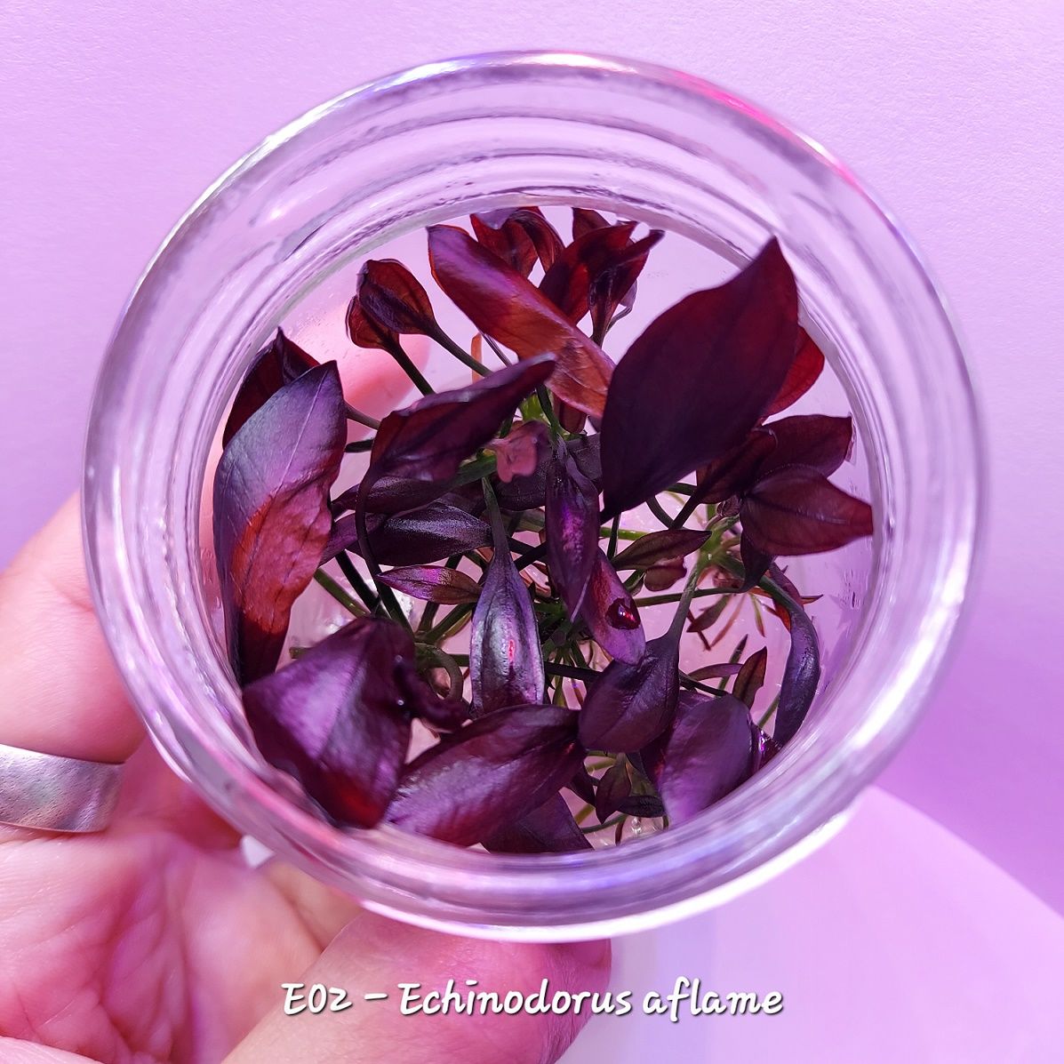 Echinodorus aflame IN VITRO JAR (KAVANOZ)
