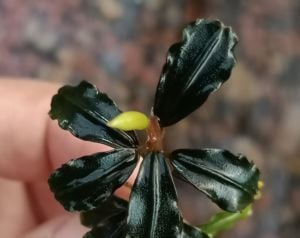 Bucephalandra black cheries ADET ÖN SİPARİŞ