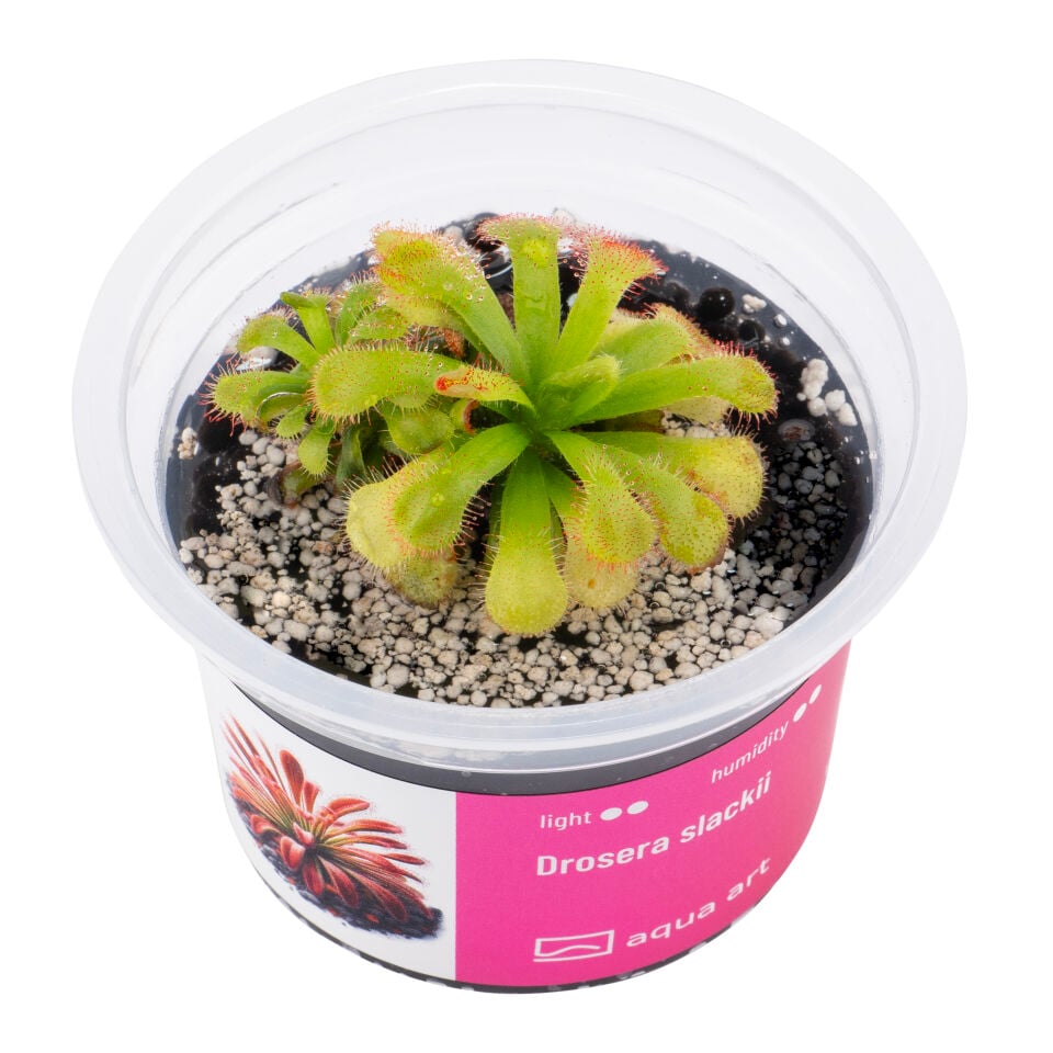 VIVO VERDE Drosera slackii ÖN SİPARİŞ