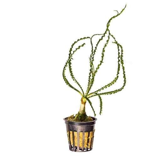 Crinum calamistratum (Soğan) ADET