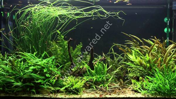 Crinum calamistratum (Soğan) ADET