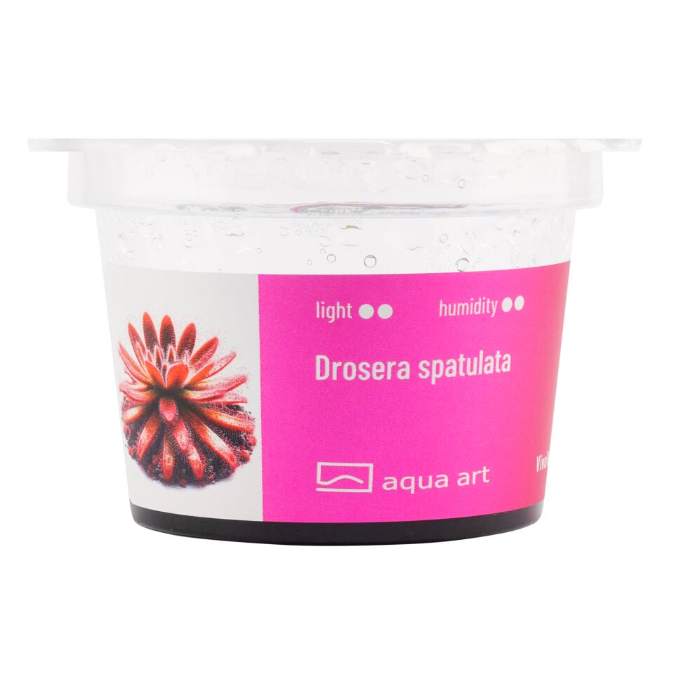 VIVO VERDE Drosera spatulata ÖN SİPARİŞ
