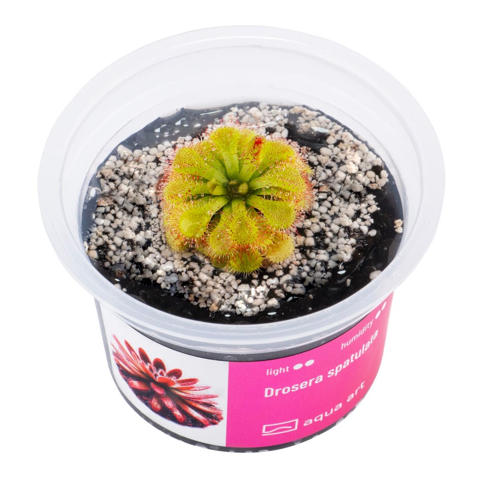 VIVO VERDE Drosera spatulata ÖN SİPARİŞ