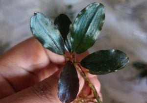 Bucephalandra blue diamond ADET ÖN SİPARİŞ
