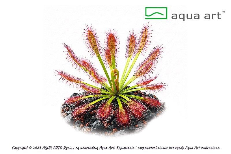VIVO VERDE Drosera stolonifera subsp rupicola ÖN SİPARİŞ