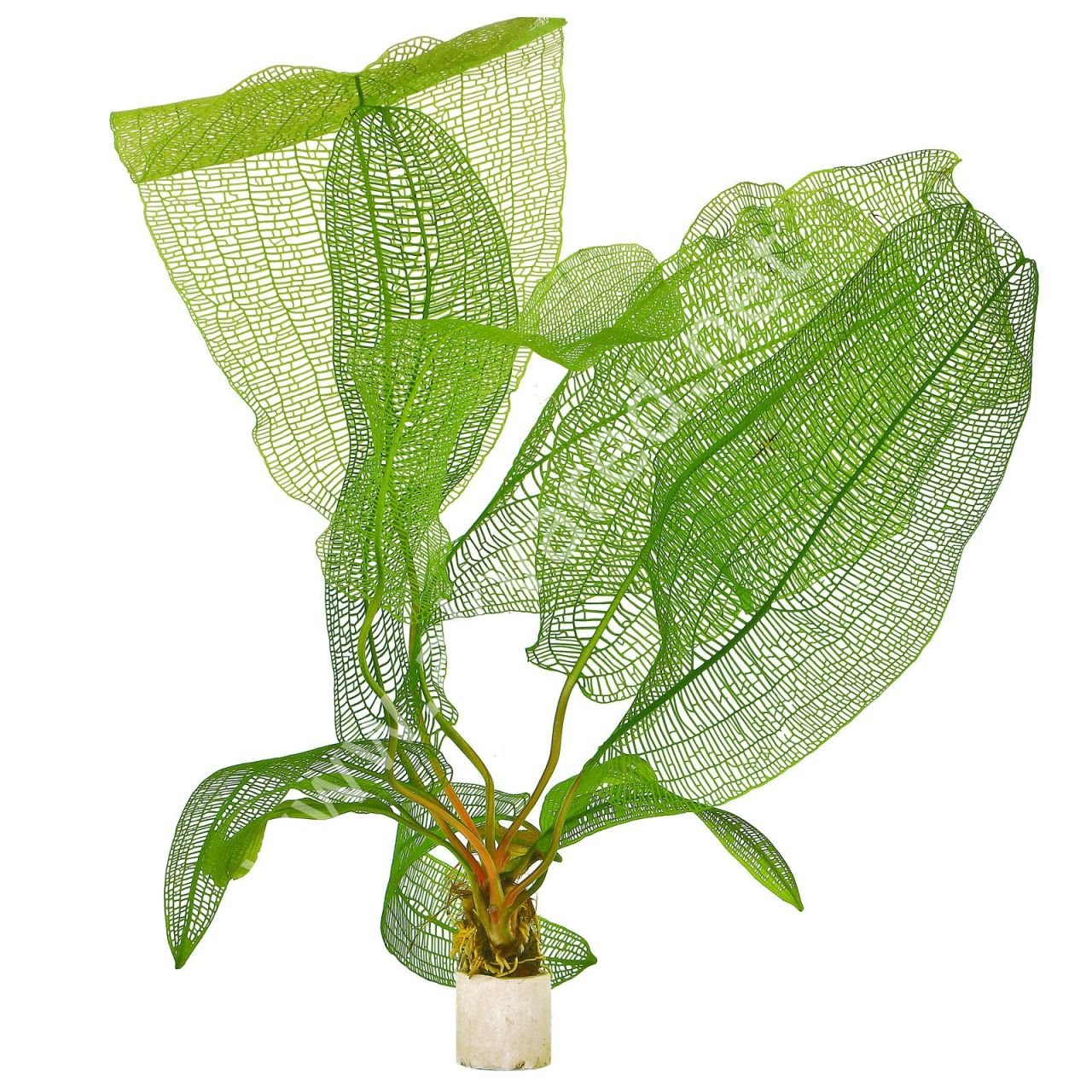 Aponogeton madagascarensis (Yumru) ADET