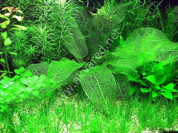 Aponogeton madagascariensis ADET