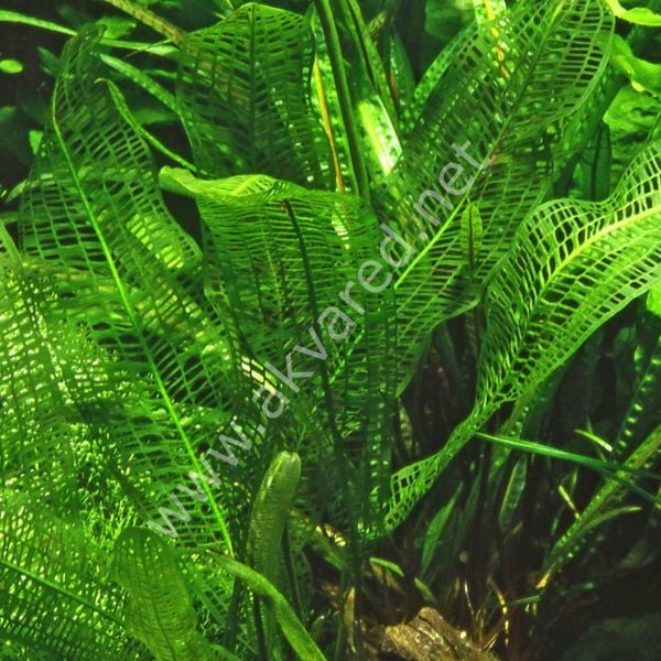 Aponogeton madagascariensis ADET
