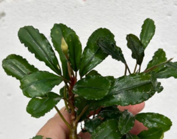 Bucephalandra blue series ADET ÖN SİPARİŞ