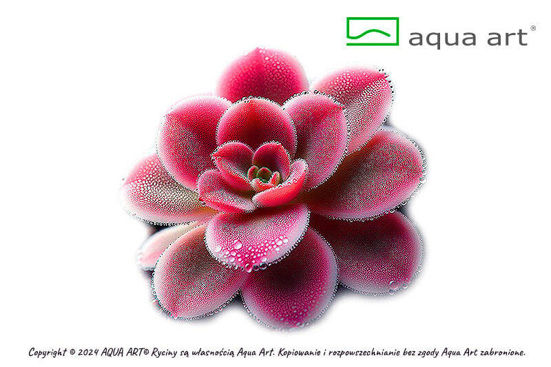 VIVO VERDE Pinguicula Florian ÖN SİPARİŞ