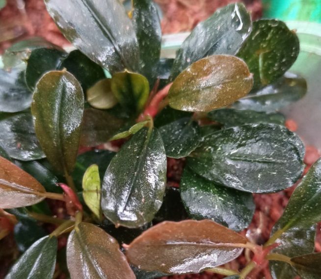Bucephalandra brownie beauty ADET ÖN SİPARİŞ