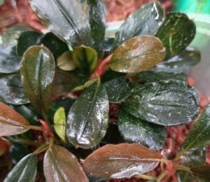 Bucephalandra brownie beauty ADET ÖN SİPARİŞ