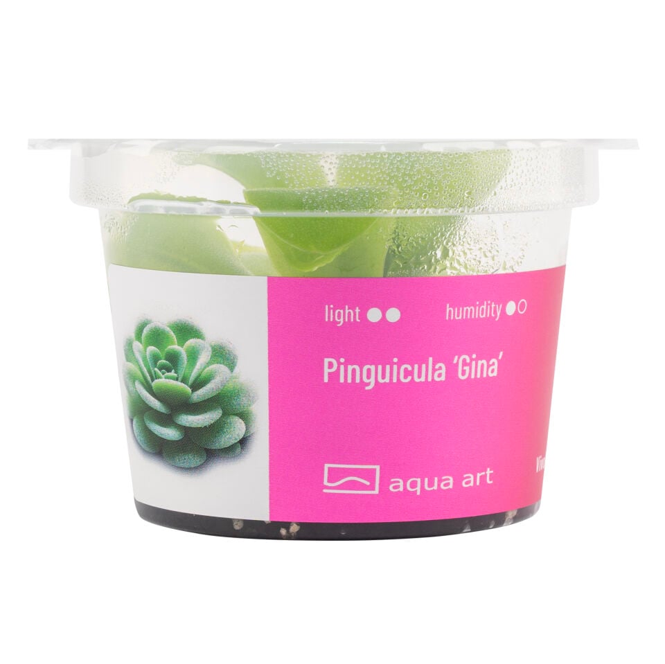 VIVO VERDE Pinguicula Gina ÖN SİPARİŞ