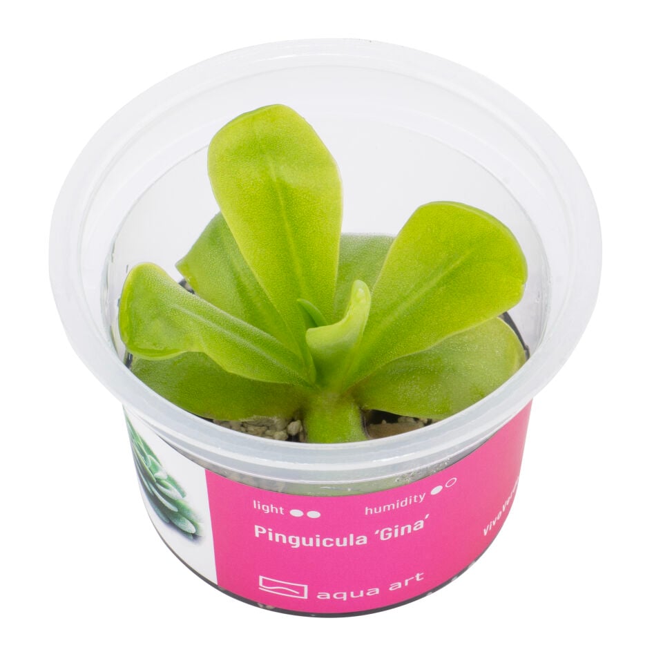 VIVO VERDE Pinguicula Gina ÖN SİPARİŞ
