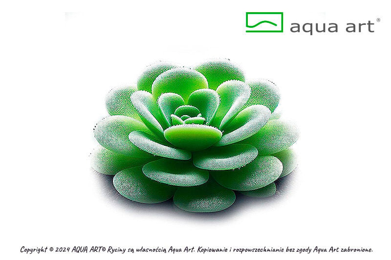 VIVO VERDE Pinguicula Gina ÖN SİPARİŞ