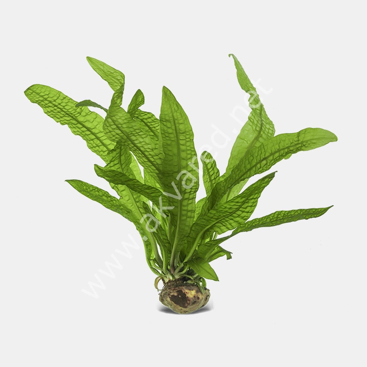 Aponogeton boivinianus (Yumru) ADET
