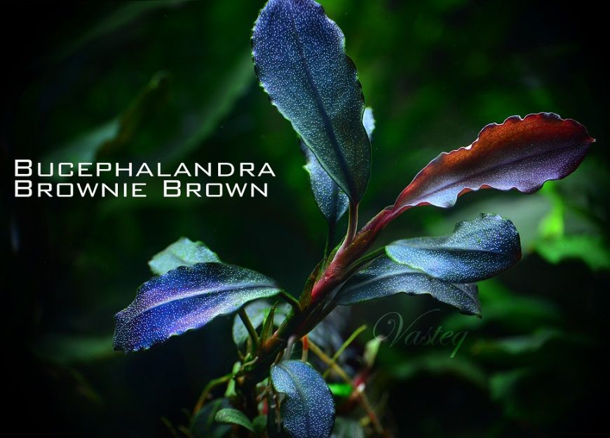 Bucephalandra brownie brown ADET ÖN SİPARİŞ