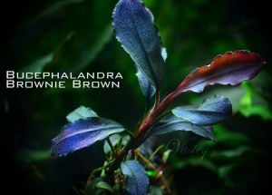 Bucephalandra brownie brown ADET ÖN SİPARİŞ