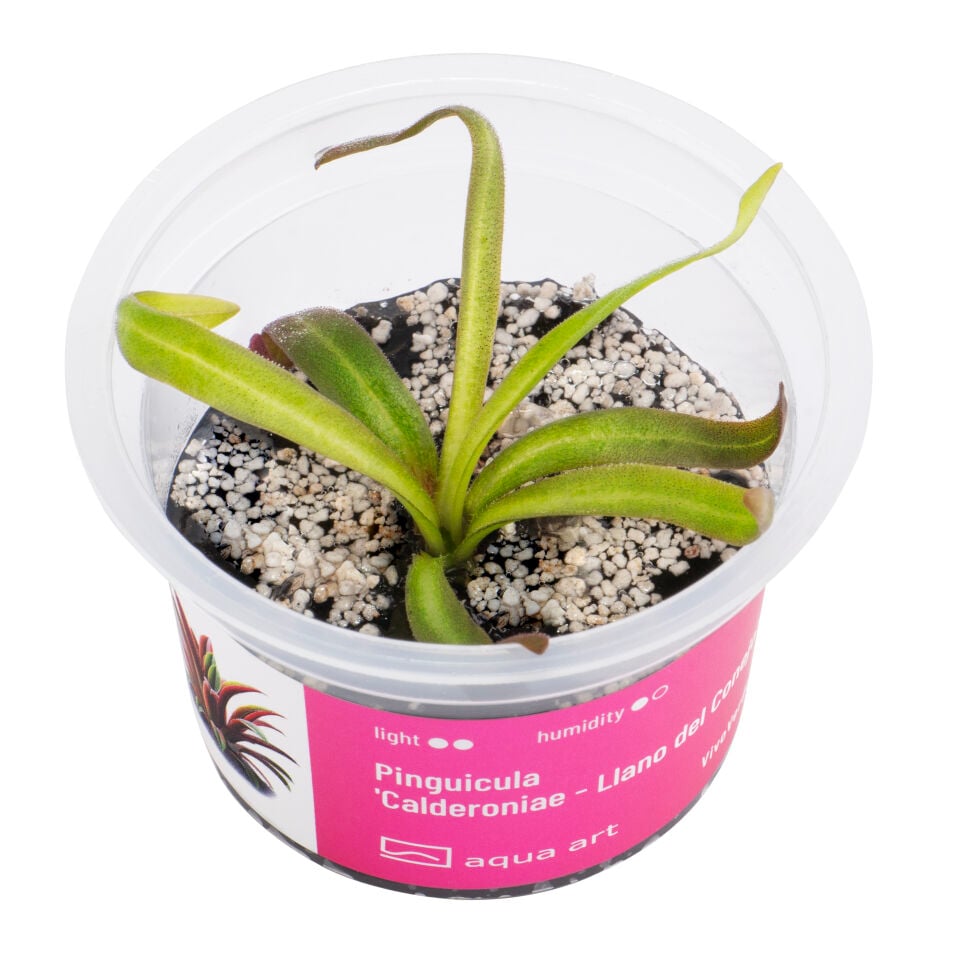 VIVO VERDE Pinguicula Calderoniae - Llano del Conejo ÖN SİPARİŞ