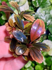 Bucephalandra brownie iris