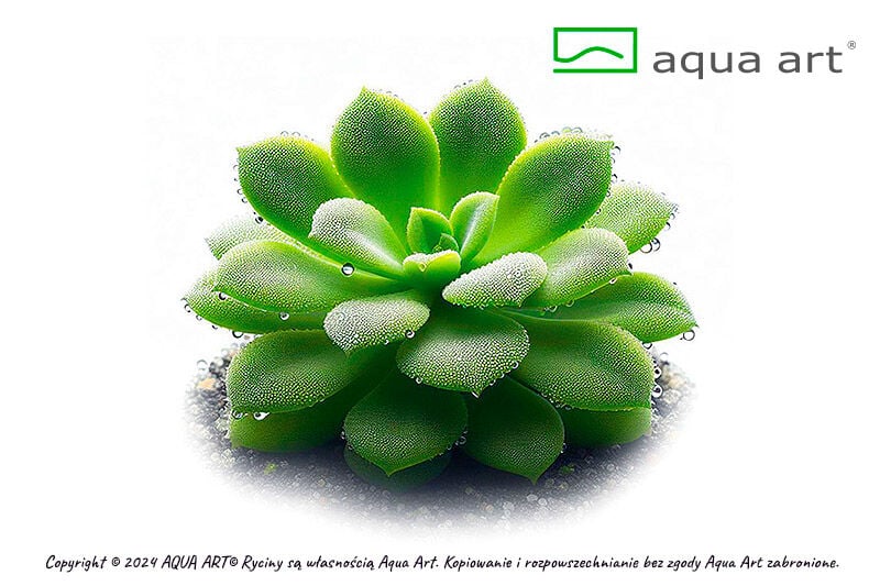 VIVO VERDE Pinguicula Moranensis carow ÖN SİPARİŞ