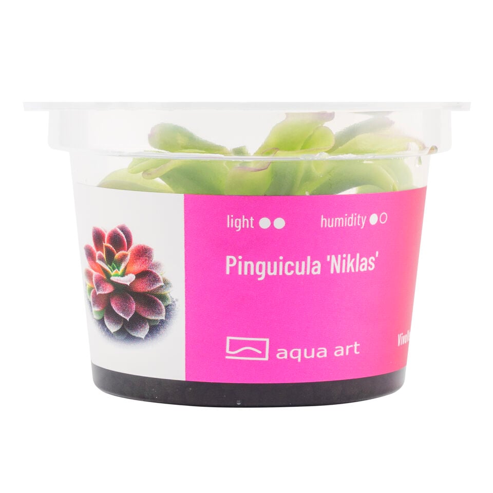 VIVO VERDE Pinguicula Niklas ÖN SİPARİŞ