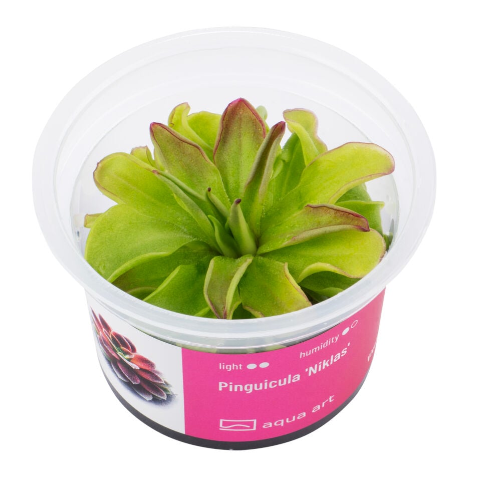 VIVO VERDE Pinguicula Niklas ÖN SİPARİŞ