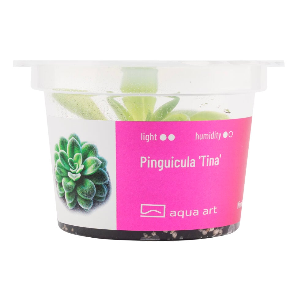 VIVO VERDE Pinguicula Tina ÖN SİPARİŞ