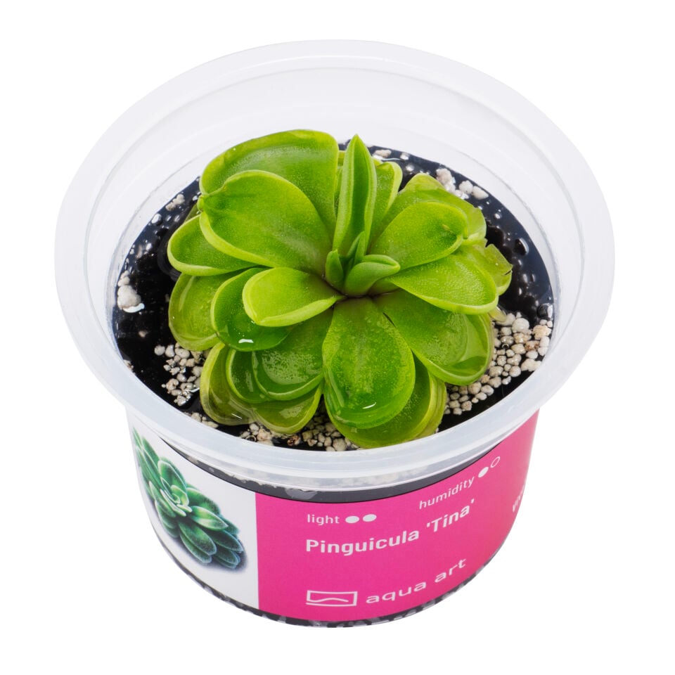 VIVO VERDE Pinguicula Tina ÖN SİPARİŞ