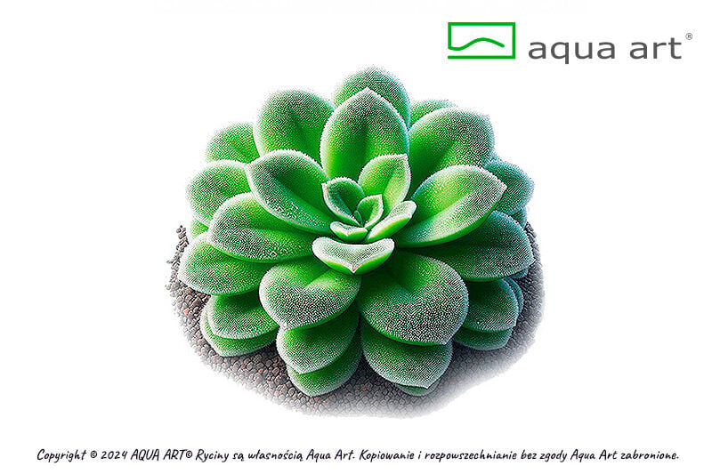 VIVO VERDE Pinguicula Tina ÖN SİPARİŞ