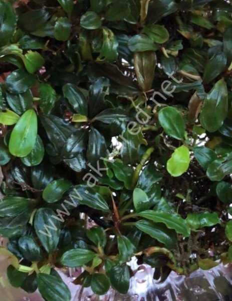 Akvared - Bucephalandra brownie ghost ADET İTHAL