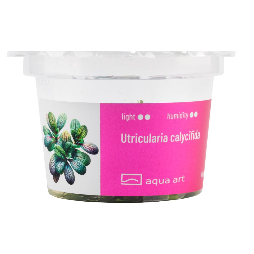 VIVO VERDE Utricularia calycifida ÖN SİPARİŞ
