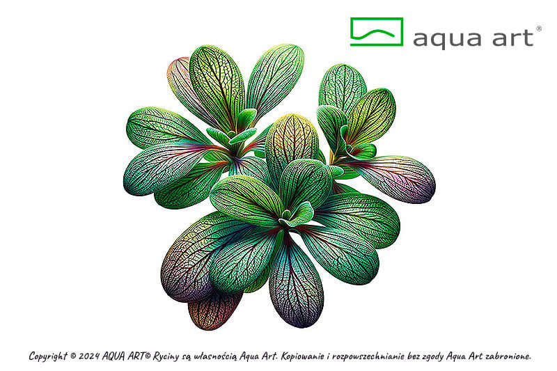 VIVO VERDE Utricularia calycifida ÖN SİPARİŞ
