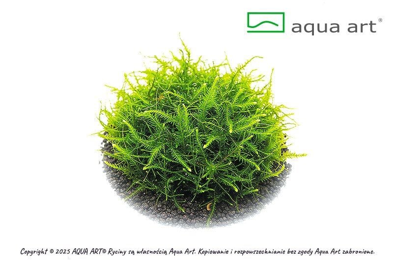 VIVO VERDE Vesicularia sp. ÖN SİPARİŞ