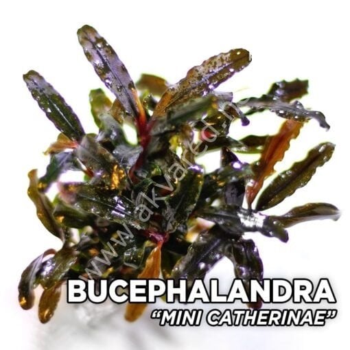 Bucephalandra mini catherinae ADET