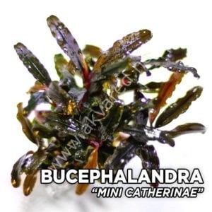 Bucephalandra mini catherinae ADET