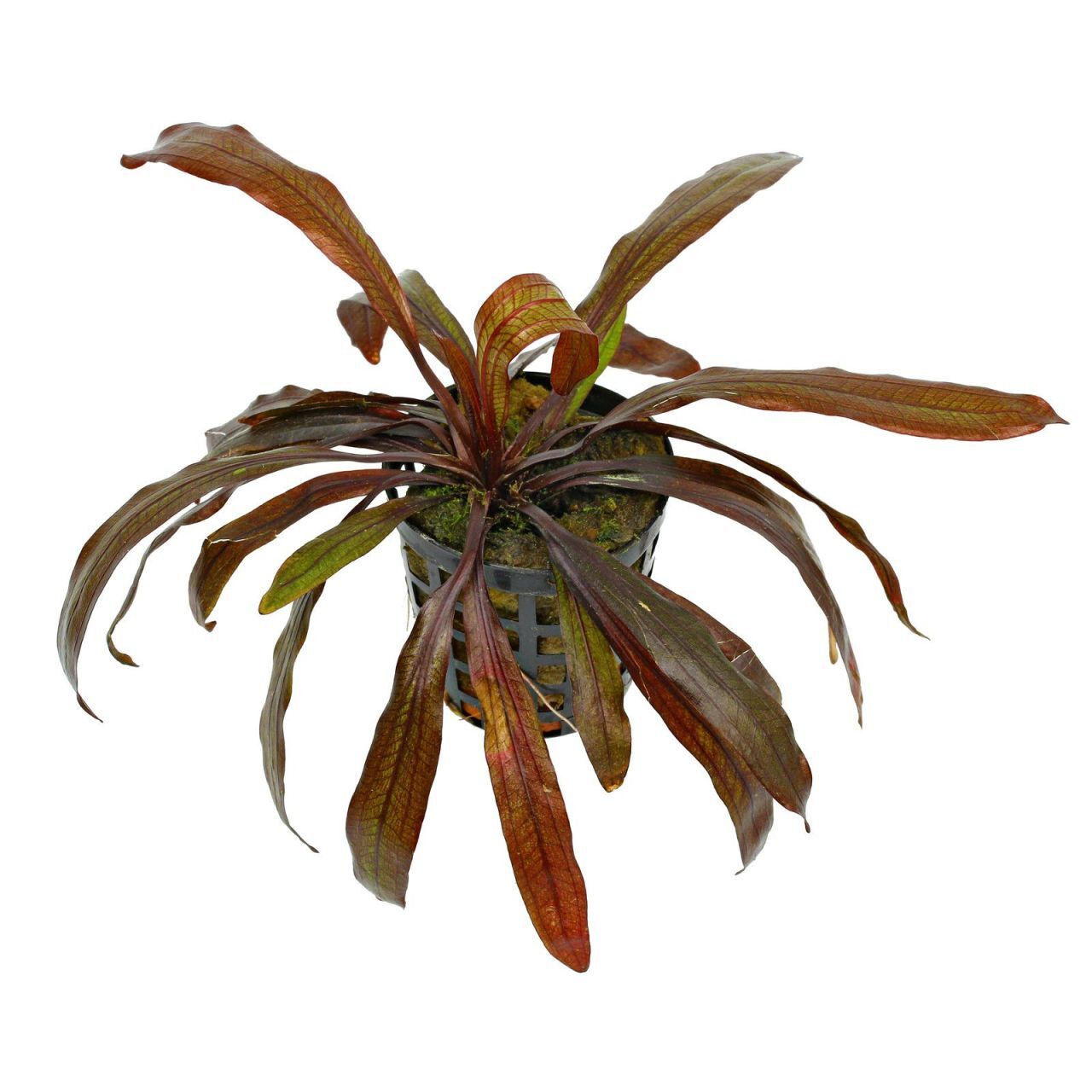 Echinodorus horemanii red ADET İTHAL