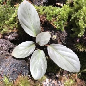 Homalomena humilis Silver