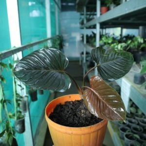 Homalomena rubescens  (Roxb.) Kunth. Dark