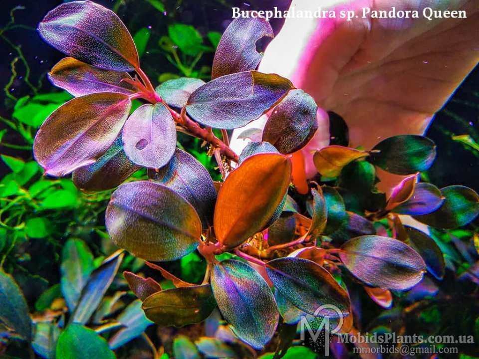 Bucephalandra pandora queen 10X10CM