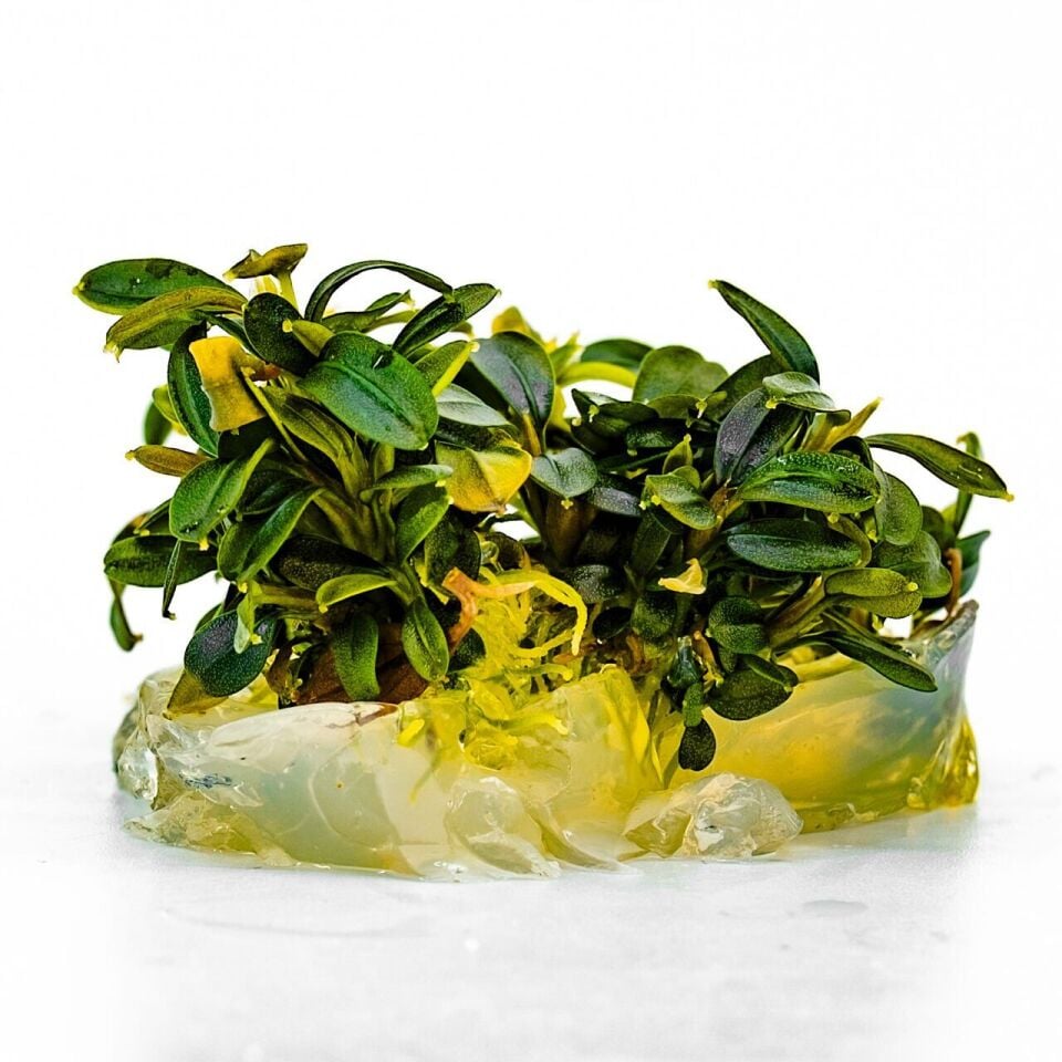 Bucephalandra brownie phoenix SAKSI