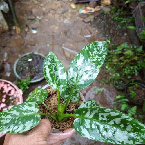 Homalomena sp. Army