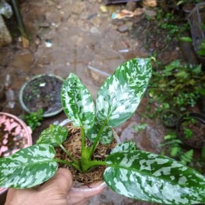 Homalomena sp. Army
