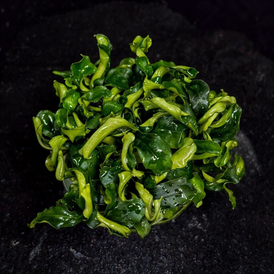 Bucephalandra bukit kelam SAKSI