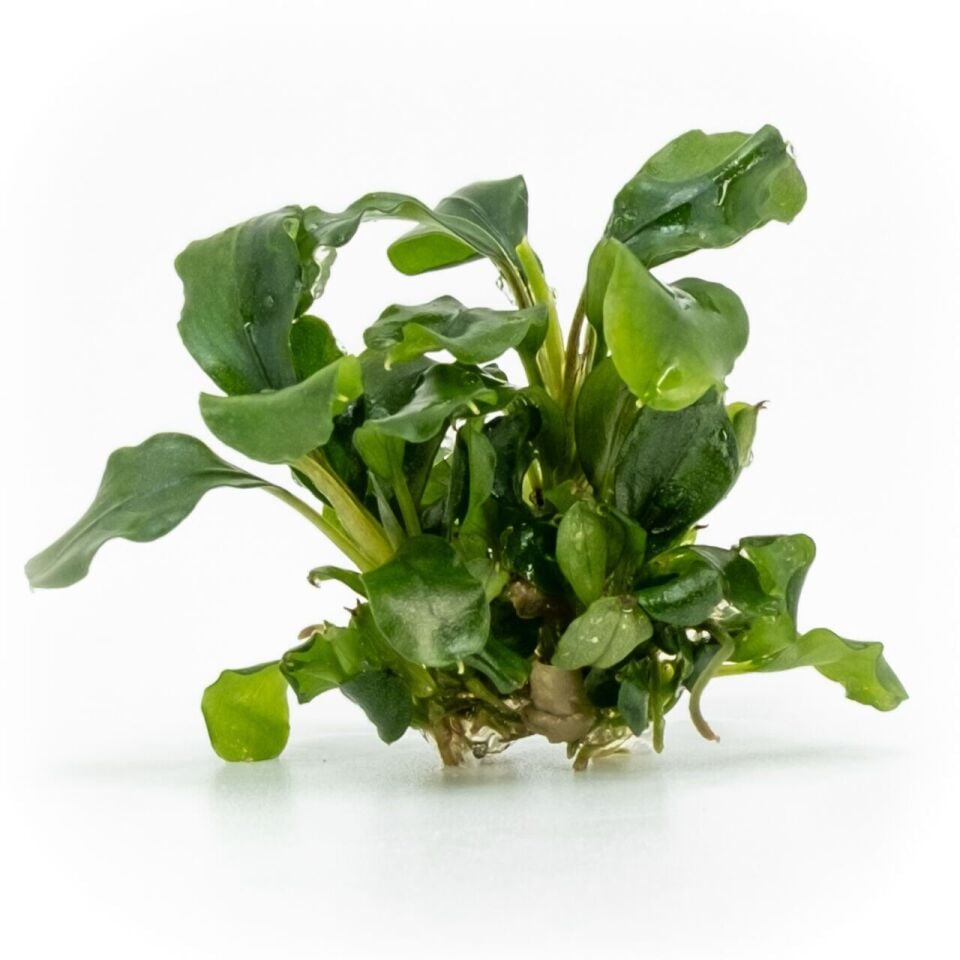 Bucephalandra bukit kelam SAKSI