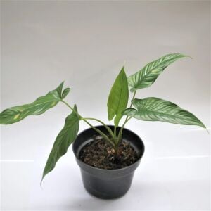 Homalomena sp. Corong