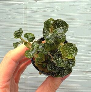 Macodes petola sapphire brown (Jewel Orchid)