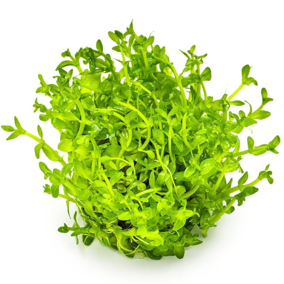 Bacopa caroliniana EX VITRO PLUS