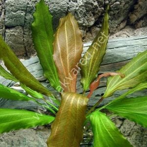 Echinodorus rose Premium POT